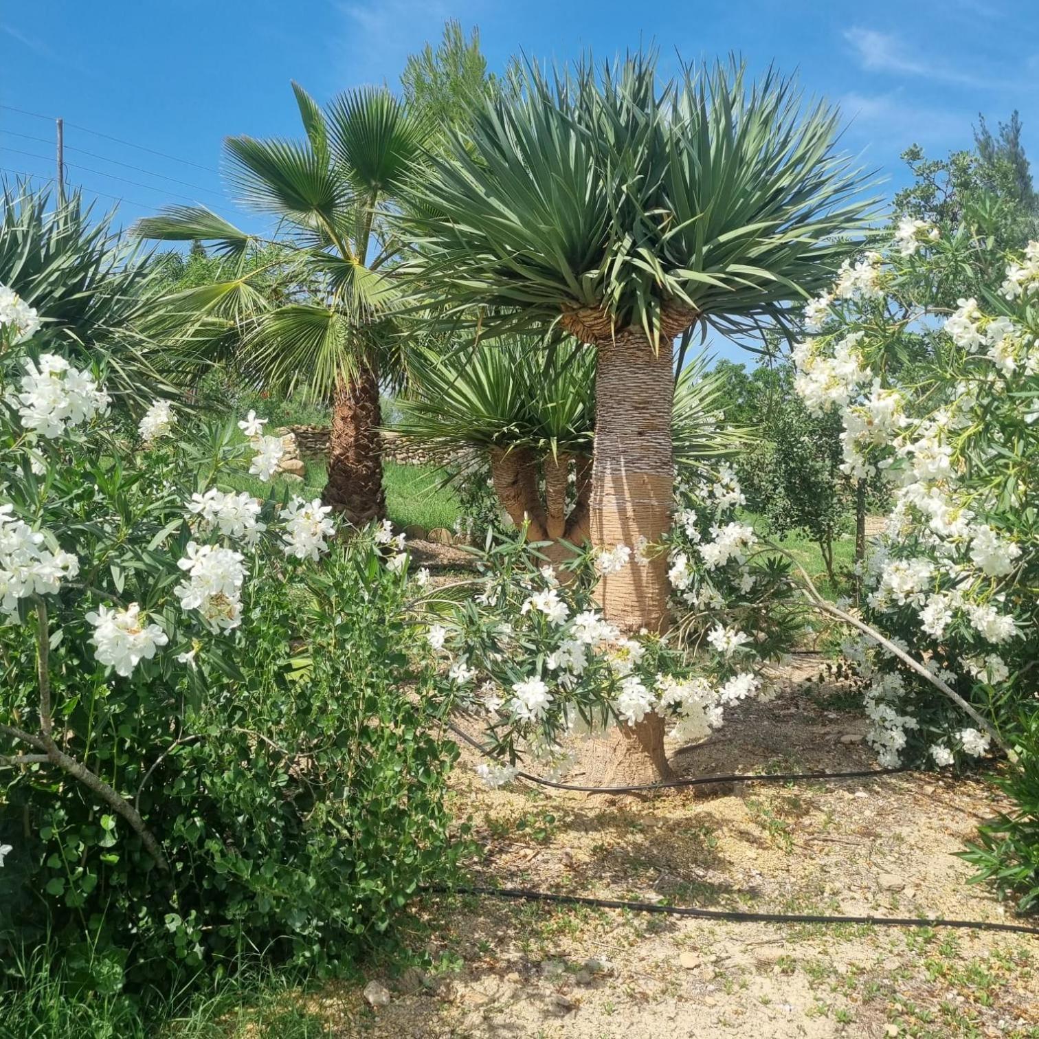 Cortijo Las Gallardas En Almeria Los Gallardos Buitenkant foto